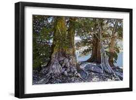 Sierra Juniper and Ralston Lake, Desolation Wilderness, California-Howie Garber-Framed Photographic Print