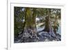 Sierra Juniper and Ralston Lake, Desolation Wilderness, California-Howie Garber-Framed Photographic Print