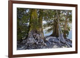 Sierra Juniper and Ralston Lake, Desolation Wilderness, California-Howie Garber-Framed Photographic Print