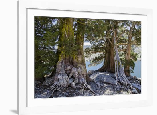 Sierra Juniper and Ralston Lake, Desolation Wilderness, California-Howie Garber-Framed Photographic Print