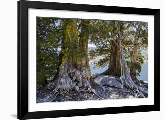 Sierra Juniper and Ralston Lake, Desolation Wilderness, California-Howie Garber-Framed Photographic Print