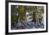 Sierra Juniper and Ralston Lake, Desolation Wilderness, California-Howie Garber-Framed Photographic Print