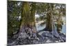 Sierra Juniper and Ralston Lake, Desolation Wilderness, California-Howie Garber-Mounted Photographic Print