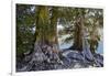 Sierra Juniper and Ralston Lake, Desolation Wilderness, California-Howie Garber-Framed Photographic Print