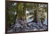 Sierra Juniper and Ralston Lake, Desolation Wilderness, California-Howie Garber-Framed Photographic Print