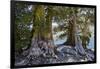 Sierra Juniper and Ralston Lake, Desolation Wilderness, California-Howie Garber-Framed Photographic Print