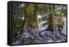 Sierra Juniper and Ralston Lake, Desolation Wilderness, California-Howie Garber-Framed Stretched Canvas