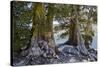 Sierra Juniper and Ralston Lake, Desolation Wilderness, California-Howie Garber-Stretched Canvas