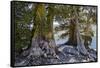 Sierra Juniper and Ralston Lake, Desolation Wilderness, California-Howie Garber-Framed Stretched Canvas