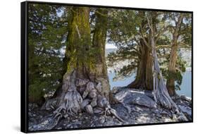 Sierra Juniper and Ralston Lake, Desolation Wilderness, California-Howie Garber-Framed Stretched Canvas