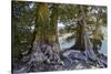 Sierra Juniper and Ralston Lake, Desolation Wilderness, California-Howie Garber-Stretched Canvas