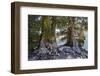 Sierra Juniper and Ralston Lake, Desolation Wilderness, California-Howie Garber-Framed Photographic Print