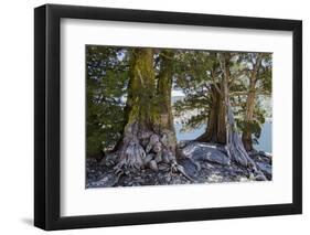 Sierra Juniper and Ralston Lake, Desolation Wilderness, California-Howie Garber-Framed Photographic Print