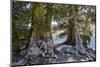 Sierra Juniper and Ralston Lake, Desolation Wilderness, California-Howie Garber-Mounted Photographic Print