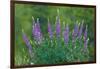 Sierra lupine, Tuolumne Meadows, Yosemite National Park, California-Adam Jones-Framed Photographic Print