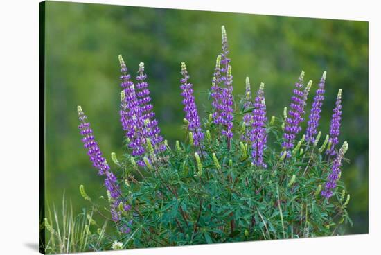 Sierra lupine, Tuolumne Meadows, Yosemite National Park, California-Adam Jones-Stretched Canvas