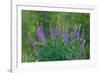 Sierra lupine, Tuolumne Meadows, Yosemite National Park, California-Adam Jones-Framed Photographic Print