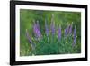 Sierra lupine, Tuolumne Meadows, Yosemite National Park, California-Adam Jones-Framed Photographic Print