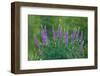 Sierra lupine, Tuolumne Meadows, Yosemite National Park, California-Adam Jones-Framed Photographic Print