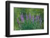 Sierra lupine, Tuolumne Meadows, Yosemite National Park, California-Adam Jones-Framed Photographic Print