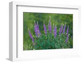 Sierra lupine, Tuolumne Meadows, Yosemite National Park, California-Adam Jones-Framed Photographic Print