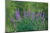 Sierra lupine, Tuolumne Meadows, Yosemite National Park, California-Adam Jones-Mounted Photographic Print