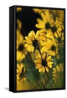 Sierra Madre Medicine Bow National Forest, Yellow Sunflowers, Wyoming, USA-Scott T. Smith-Framed Stretched Canvas