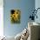 Sierra Madre Medicine Bow National Forest, Yellow Sunflowers, Wyoming, USA-Scott T. Smith-Stretched Canvas displayed on a wall