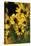 Sierra Madre Medicine Bow National Forest, Yellow Sunflowers, Wyoming, USA-Scott T. Smith-Stretched Canvas
