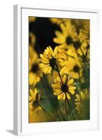 Sierra Madre Medicine Bow National Forest, Yellow Sunflowers, Wyoming, USA-Scott T. Smith-Framed Photographic Print