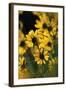 Sierra Madre Medicine Bow National Forest, Yellow Sunflowers, Wyoming, USA-Scott T. Smith-Framed Photographic Print