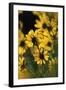 Sierra Madre Medicine Bow National Forest, Yellow Sunflowers, Wyoming, USA-Scott T. Smith-Framed Photographic Print