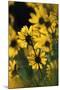 Sierra Madre Medicine Bow National Forest, Yellow Sunflowers, Wyoming, USA-Scott T. Smith-Mounted Photographic Print