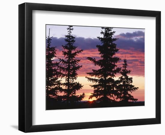 Sierra Madre Range with Spruce Tree, Medicine Bow National Forest, Wyoming, USA-Scott T. Smith-Framed Photographic Print