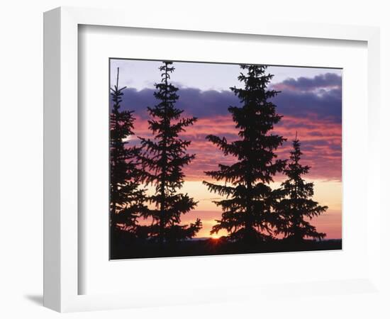 Sierra Madre Range with Spruce Tree, Medicine Bow National Forest, Wyoming, USA-Scott T. Smith-Framed Photographic Print