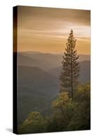 Sierra Nevada Mountains with Ponderosa Pine-Richard T Nowitz-Stretched Canvas