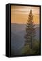 Sierra Nevada Mountains with Ponderosa Pine-Richard T Nowitz-Framed Stretched Canvas