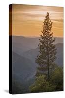 Sierra Nevada Mountains with Ponderosa Pine-Richard T Nowitz-Stretched Canvas