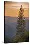 Sierra Nevada Mountains with Ponderosa Pine-Richard T Nowitz-Stretched Canvas