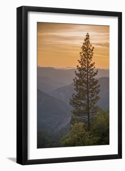 Sierra Nevada Mountains with Ponderosa Pine-Richard T Nowitz-Framed Premium Photographic Print