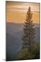 Sierra Nevada Mountains with Ponderosa Pine-Richard T Nowitz-Mounted Premium Photographic Print