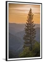 Sierra Nevada Mountains with Ponderosa Pine-Richard T Nowitz-Framed Premium Photographic Print