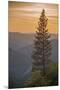 Sierra Nevada Mountains with Ponderosa Pine-Richard T Nowitz-Mounted Premium Photographic Print