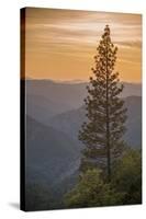 Sierra Nevada Mountains with Ponderosa Pine-Richard T Nowitz-Stretched Canvas