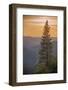 Sierra Nevada Mountains with Ponderosa Pine-Richard T Nowitz-Framed Premium Photographic Print