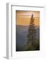 Sierra Nevada Mountains with Ponderosa Pine-Richard T Nowitz-Framed Premium Photographic Print