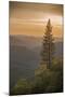 Sierra Nevada Mountains with Ponderosa Pine-Richard T Nowitz-Mounted Photographic Print