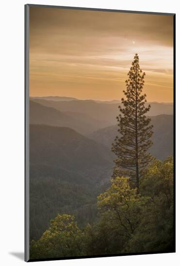 Sierra Nevada Mountains with Ponderosa Pine-Richard T Nowitz-Mounted Photographic Print