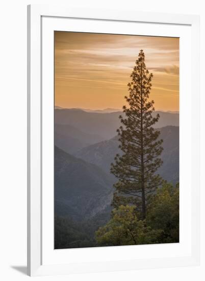 Sierra Nevada Mountains with Ponderosa Pine-Richard T Nowitz-Framed Photographic Print