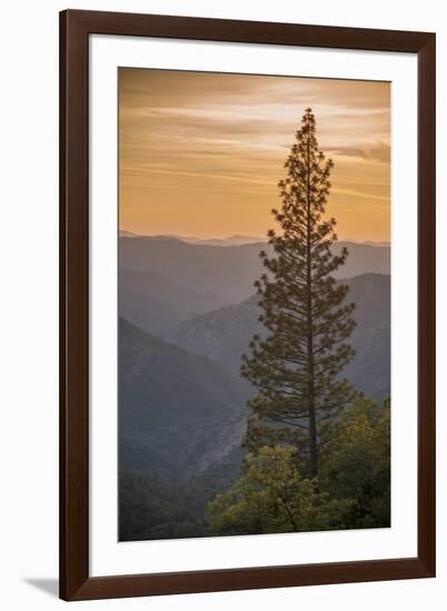 Sierra Nevada Mountains with Ponderosa Pine-Richard T Nowitz-Framed Photographic Print